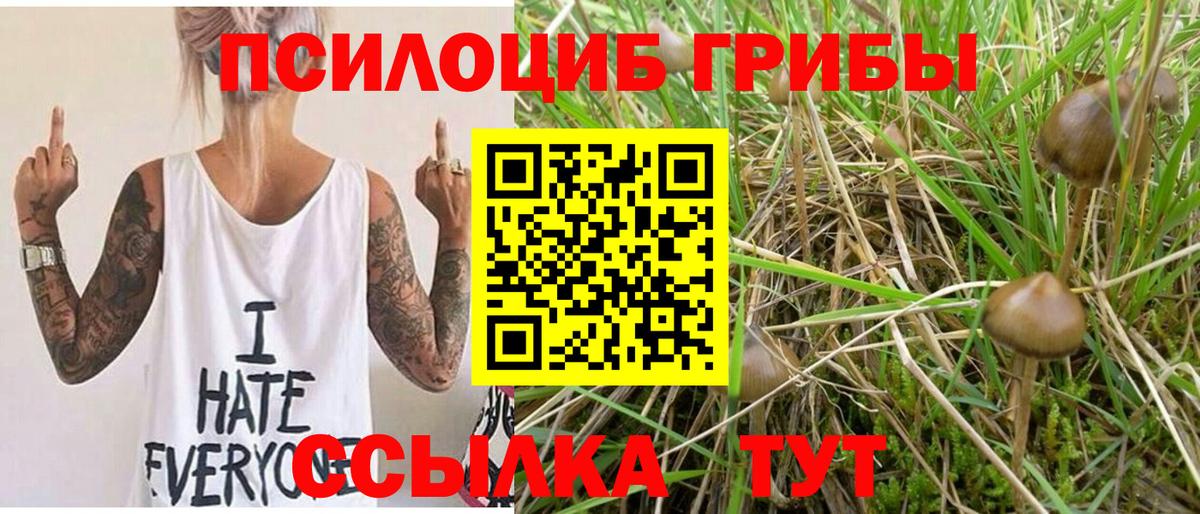 Кореновск  Псилоцибиновые грибы Magic Shrooms  Вход с VPN  закладка  Псилоцибиновые грибы Psilocybe 